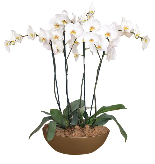 ARREGLO 4 VARAS DE ORQUIDEAS COLOR BLANCO ORO