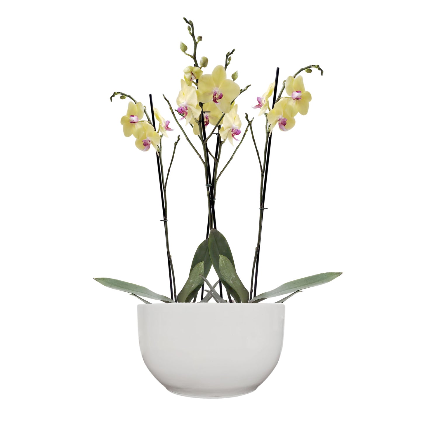 Matera Cerámica Bowl Alto Liso