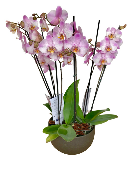 ARREGLO DELUXE 6 VARAS DE ORQUIDEAS ALTAS ROSADAS MATERA CERAMICA(AMC)