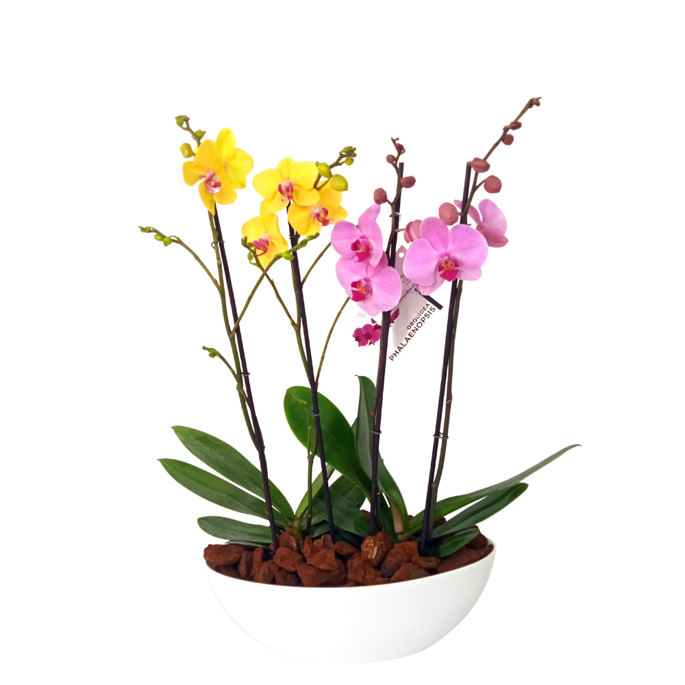 ARREGLO - TROPICAL 4 VARAS DE ORQUIDEAS COLOR COMBINADO