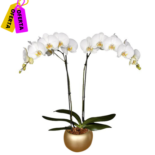 ORQUÍDEA DOS TALLOS BLANCA - DELUXE (MC)