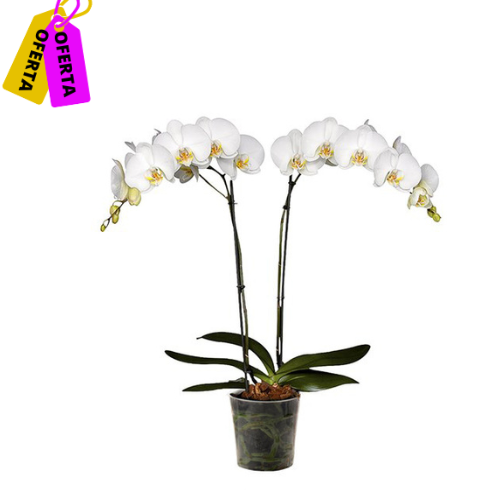 ORQUÍDEA DOS TALLOS BLANCA - ELEGANZA (SM)