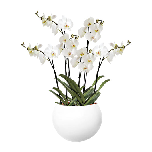 ORQUÍDEA SEIS TALLOS BLANCA - EN MATERA ALUMINIO 31 CM BLANCA