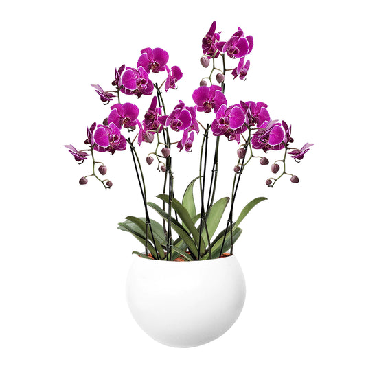 ORQUÍDEA SEIS TALLOS FUCSIA - EN MATERA ALUMINIO 31 CM BLANCA