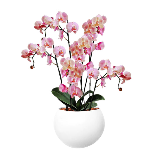 ORQUÍDEA SEIS TALLOS ROSADA - EN MATERA ALUMINIO 31 CM BLANCA