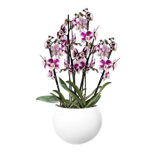 ORQUÍDEA SEIS TALLOS SPLASH - EN MATERA ALUMINIO 31 CM BLANCA