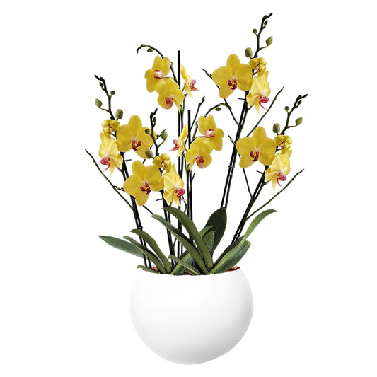 ORQUÍDEA SEIS TALLOS YELOW - EN MATERA ALUMINIO 31 CM BLANCA