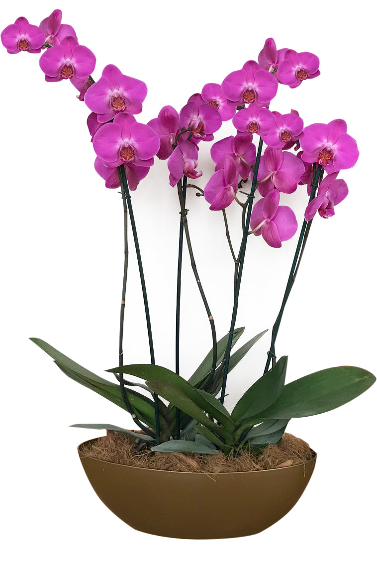 ARREGLO - 4 VARAS DE ORQUIDEAS COLOR FUCSIA PURO