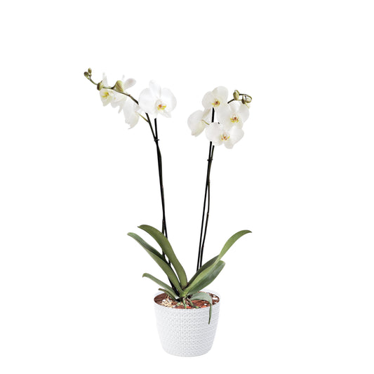 ORQUÍDEA DOS TALLOS BLANCA - EN MATERA PLÁSTICA JERSY BLANCA