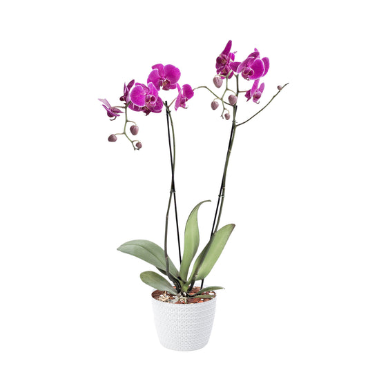 ORQUÍDEA DOS TALLOS FUCSIA - EN MATERA PLÁSTICA JERSY BLANCA