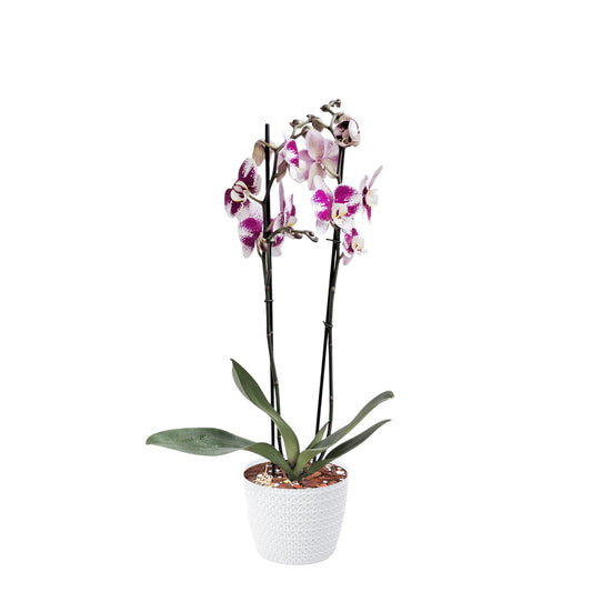 ORQUÍDEA DOS TALLOS SPLASH - EN MATERA PLÁSTICA JERSY BLANCA