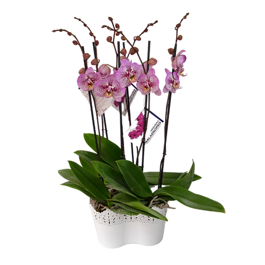 JARDIN DE 2 ORQUIDEAS ALTAS COLOR FUCSIA