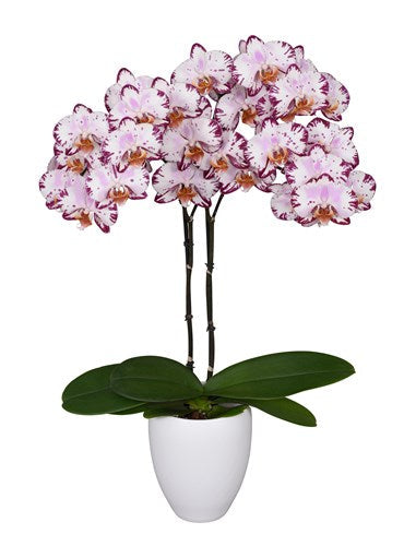 ORQUÍDEA DOS TALLOS MULTI ROSE (MP)