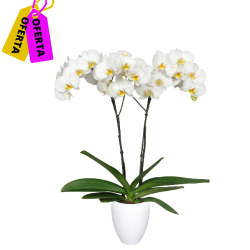 ORQUÍDEA DOS TALLOS BLANCA - ELEGANZA EN MATERA PLASTICA DECORATIVA(MP)