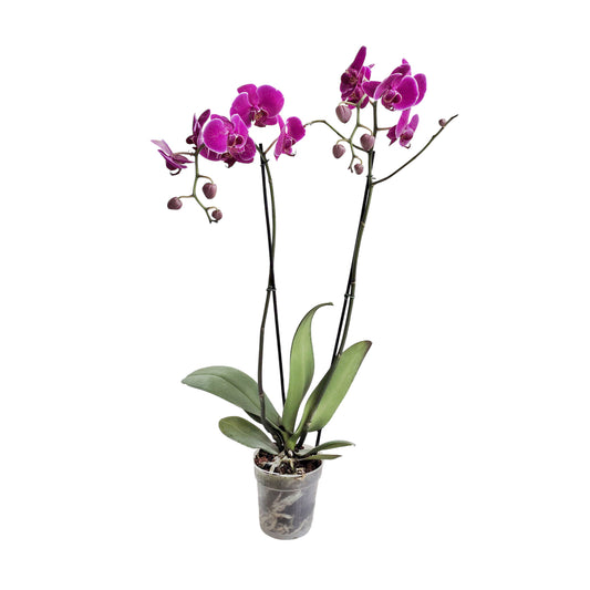 ORQUÍDEA DOS TALLOS COLOR FUCSIA SMR