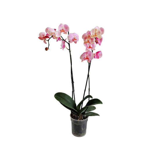 ORQUÍDEA DOS TALLOS COLOR ROSADA SMR
