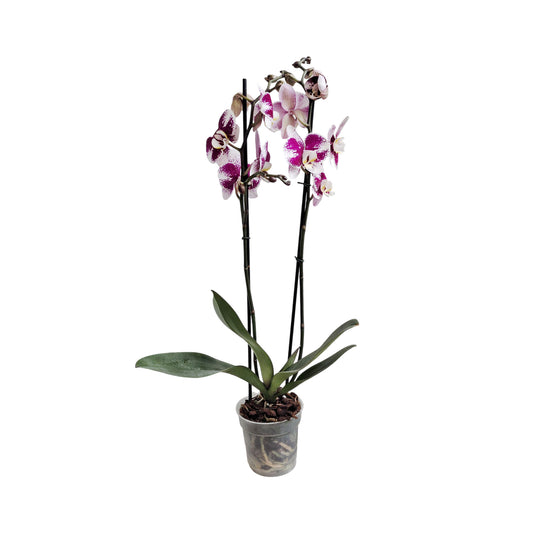 ORQUÍDEA DOS TALLOS SPLASH FUCSIA/BLANCO SMR