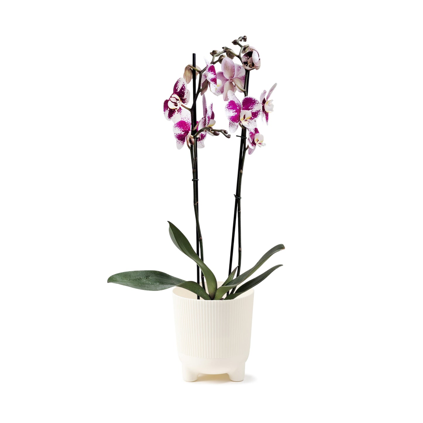 ORQUÍDEA DOS TALLOS SPLASH FUCSIA/BLANCO - EN MATERA PLÁSTICA DECORATIVA MPR