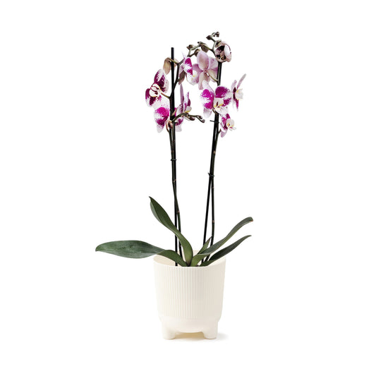 ORQUÍDEA DOS TALLOS SPLASH FUCSIA/BLANCO - EN MATERA PLÁSTICA DECORATIVA MPR