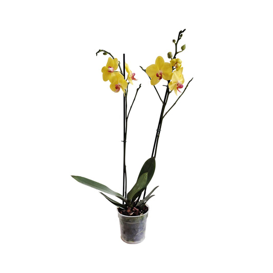 ORQUÍDEA DOS TALLOS COLOR YELOW SMR