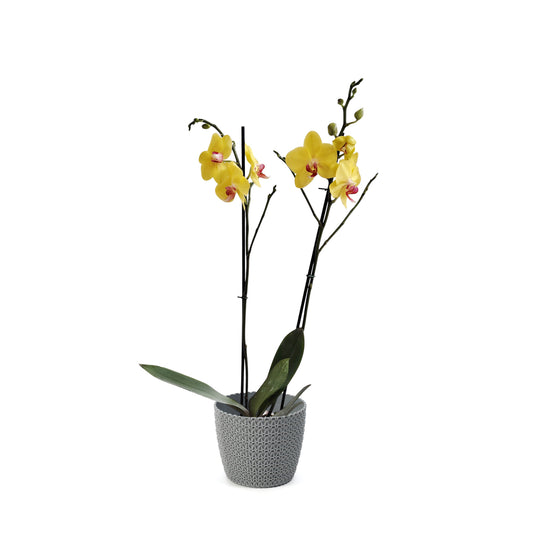 ORQUÍDEA DOS TALLOS YELOW - EN MATERA PLÁSTICA JERSY MPR