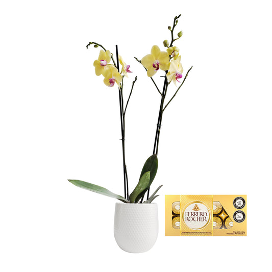 ORQUIDEA DOS TALLOS YELOW MATERA CERÁMICA (AMC)