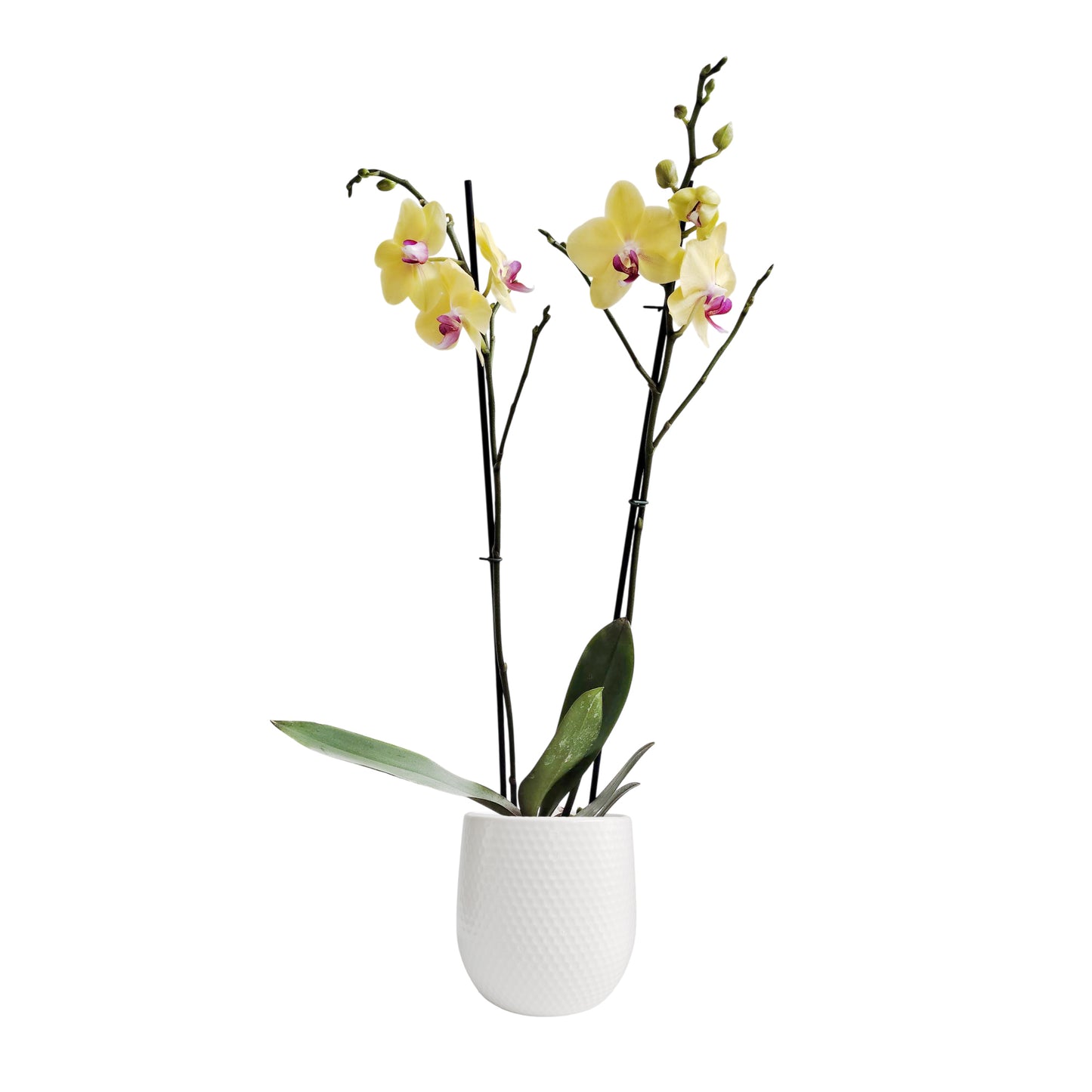 ORQUÍDEA DOS TALLOS AMARILLA - EN MATERA CERÁMICA