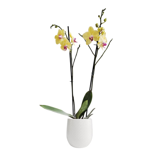 ORQUÍDEA DOS TALLOS AMARILLA - EN MATERA CERÁMICA