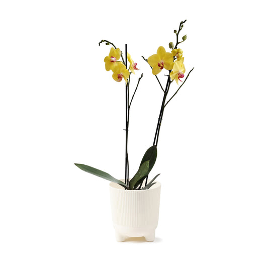 ORQUÍDEA DOS TALLOS YELOW - EN MATERA PLÁSTICA DECORATIVA MPR