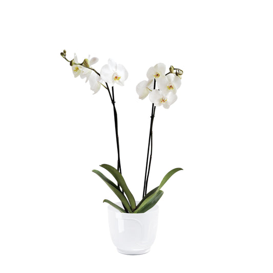 ORQUÍDEA DOS TALLOS BLANCA - EN MATERA PLÁSTICA ATENA MPR