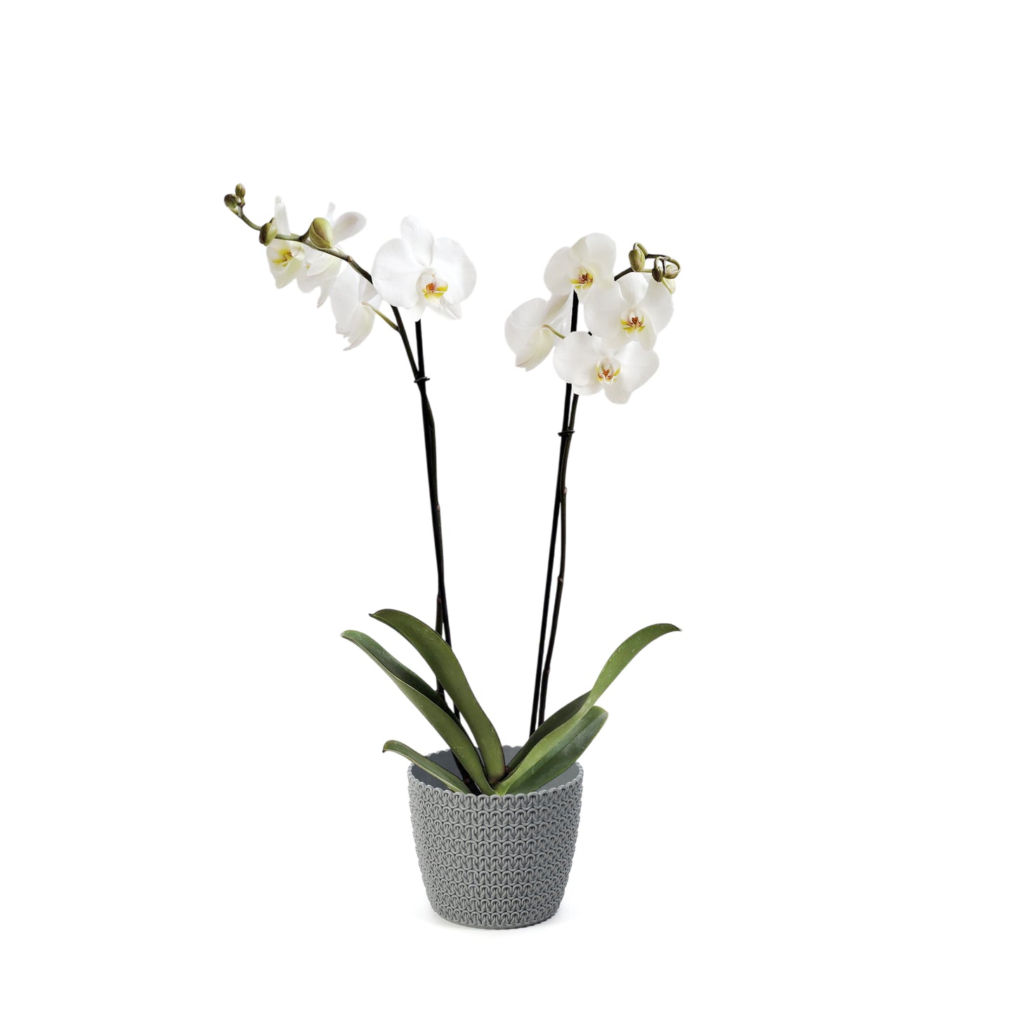 ORQUÍDEA DOS TALLOS BLANCA - EN MATERA PLÁSTICA JERSY MPR