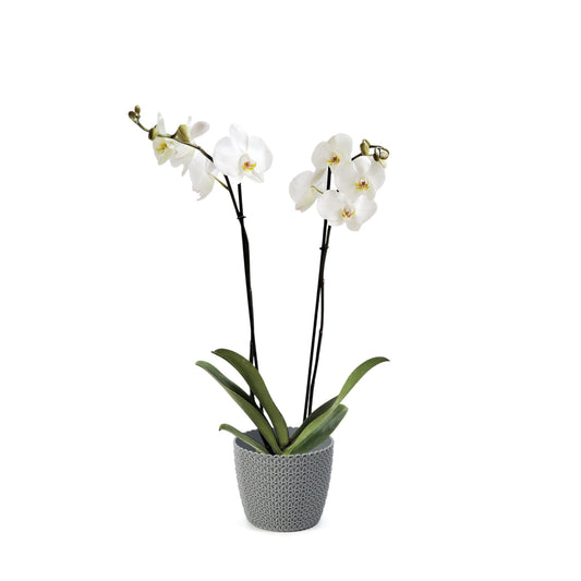 ORQUÍDEA DOS TALLOS BLANCA - EN MATERA PLÁSTICA JERSY MPR