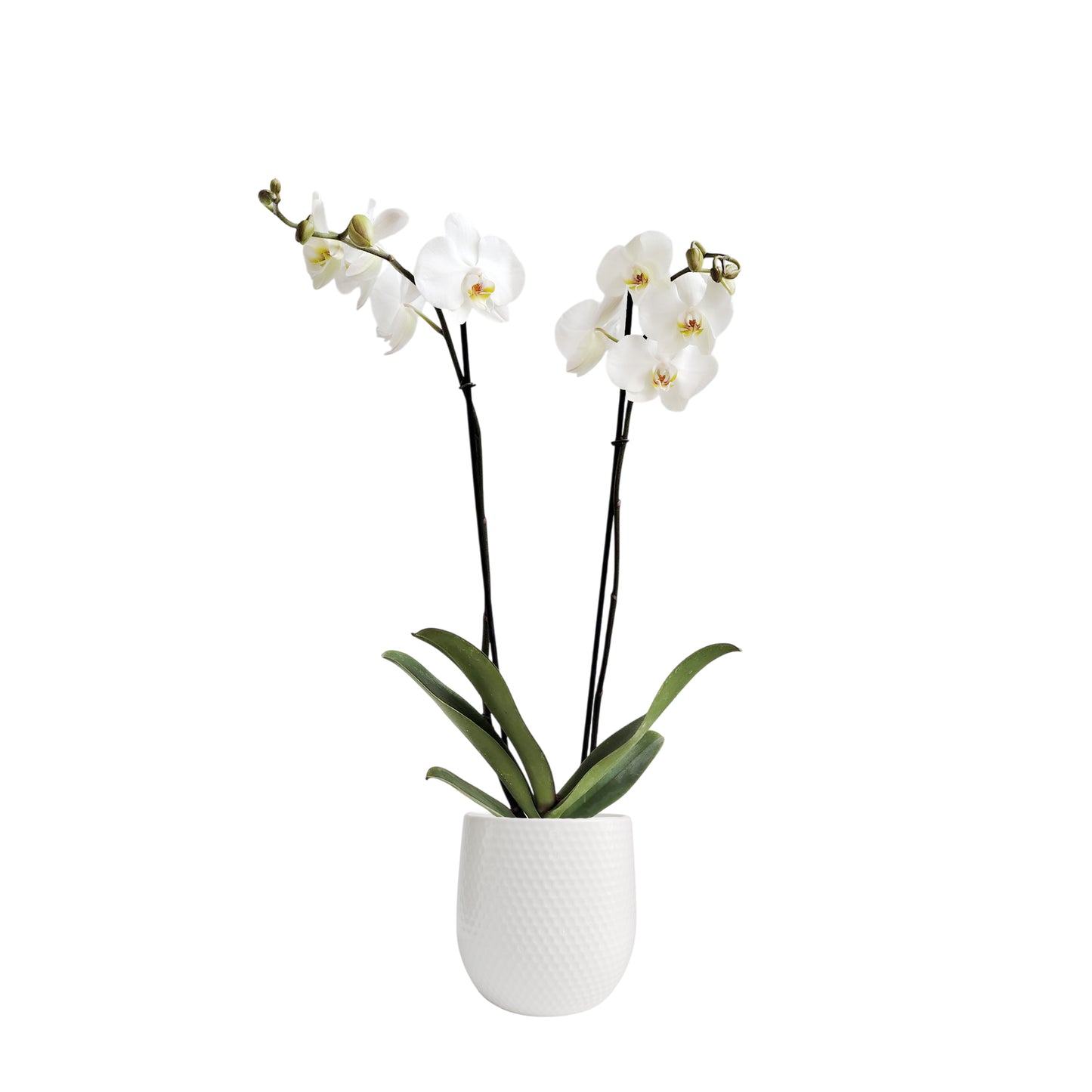 Matera Plástica Panal Small