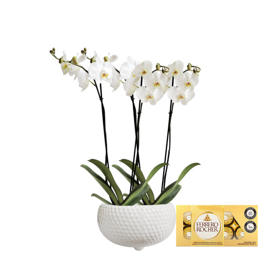 ORQUIDEA CUATRO TALLOS BLANCA MATERA CERÁMICA BOWL PANAL(AMC)