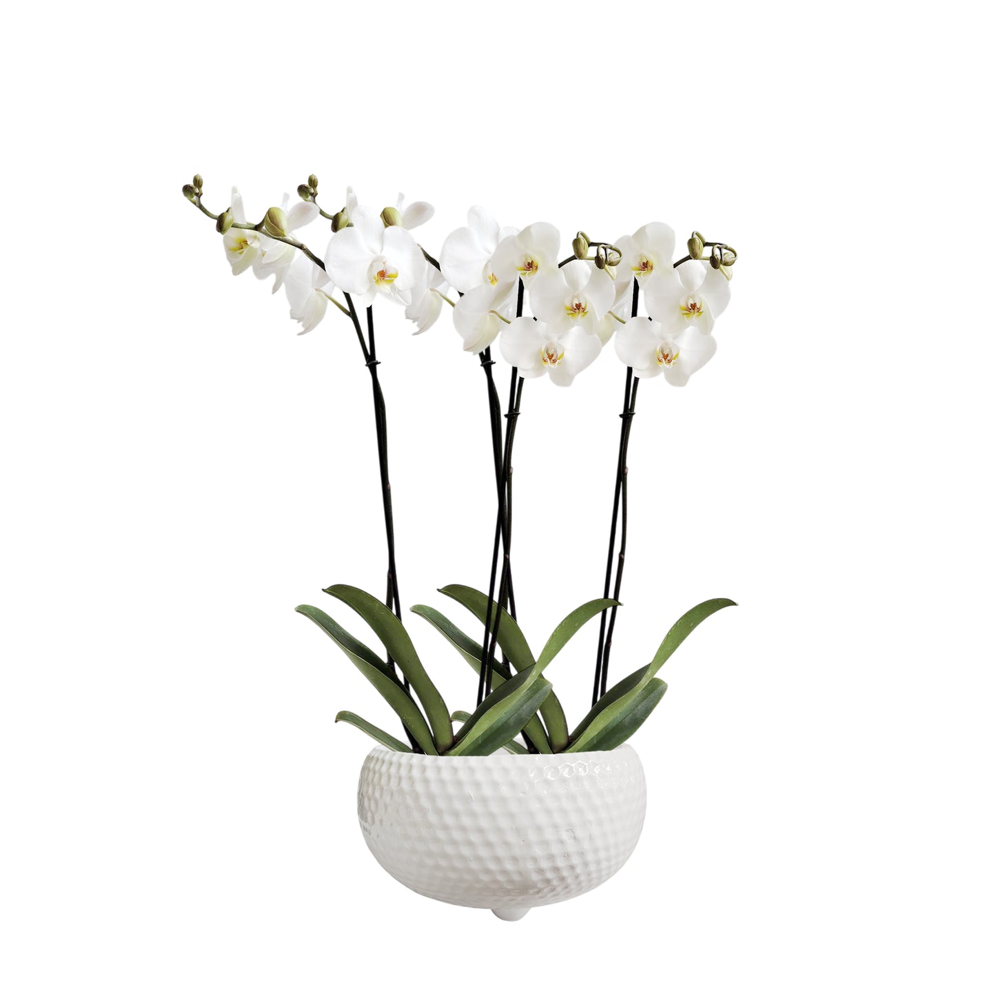 ARREGLO 2 ORQUÍDEAS ALTAS BLANCAS CON MATERA CERÁMICA (AMC)