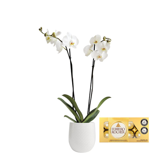 ORQUIDEA DOS TALLOS BLANCA MATERA CERÁMICA (AMC)