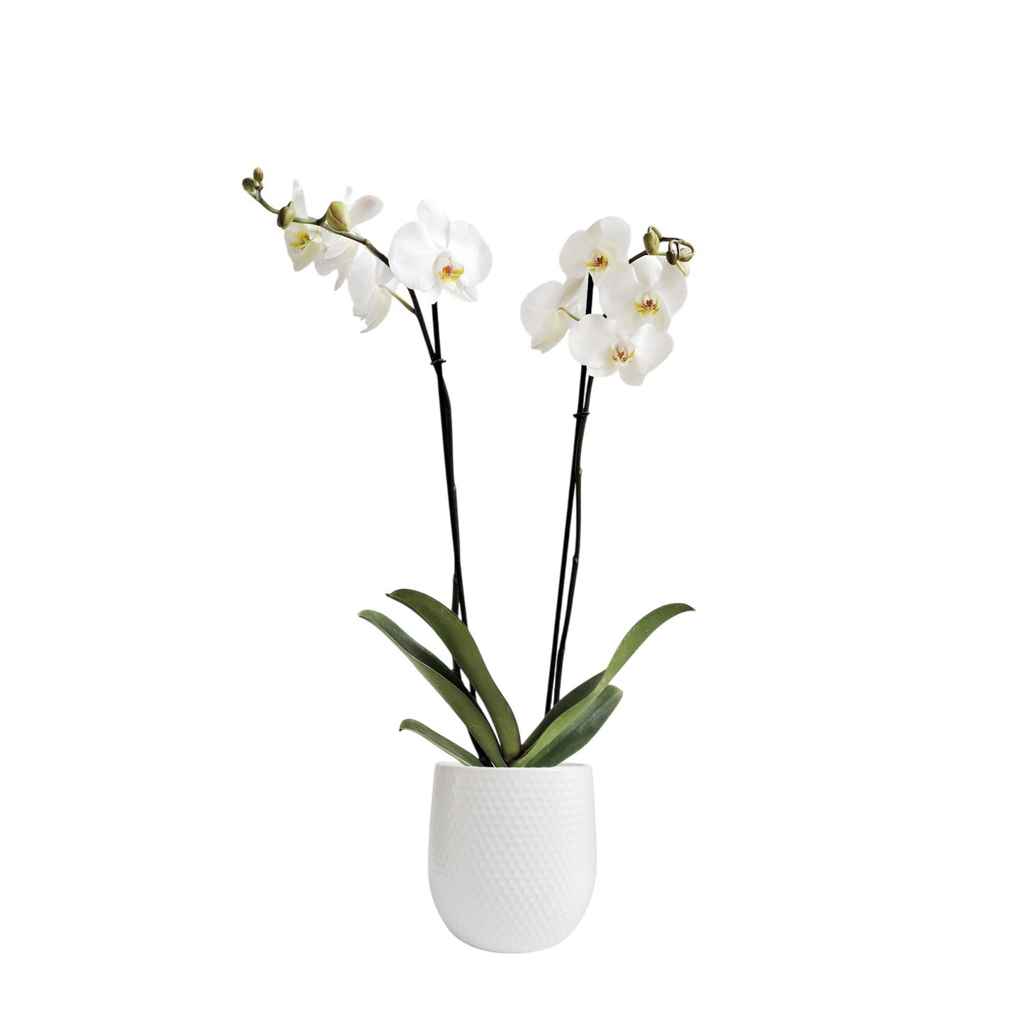ORQUÍDEA DOS TALLOS BLANCA - EN MATERA CERÁMICA