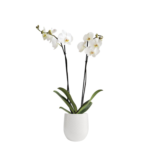 ORQUÍDEA DOS TALLOS BLANCA - EN MATERA CERÁMICA