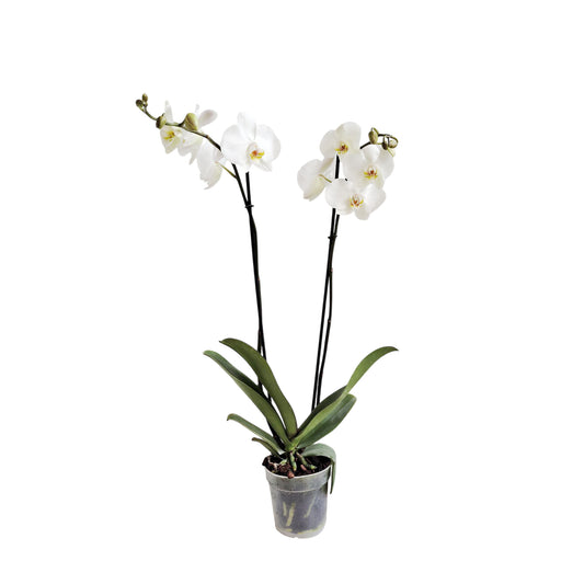 ORQUÍDEA DOS TALLOS COLOR BLANCA SMR