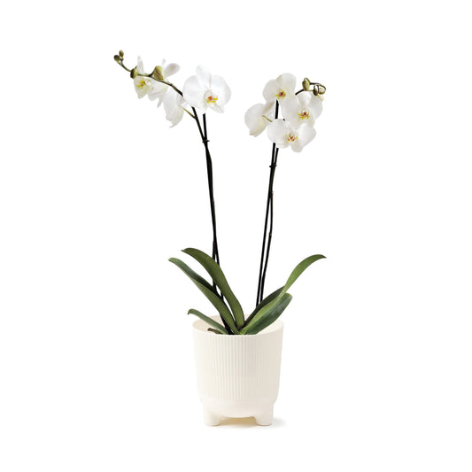 ORQUÍDEA DOS TALLOS COLOR BLANCA - EN MATERA PLÁSTICA DECORATIVA MPR