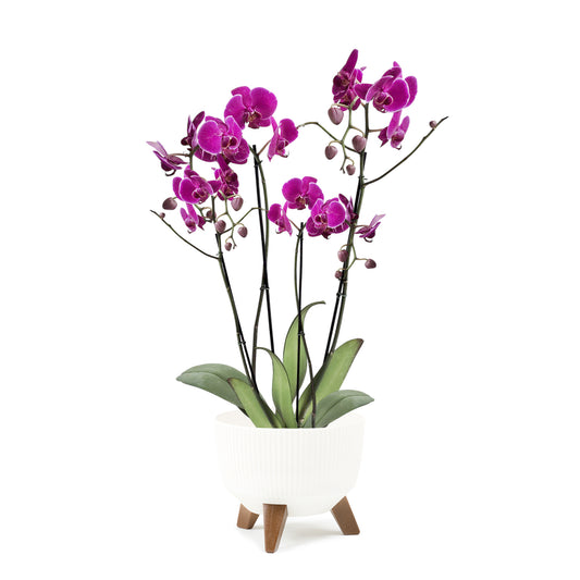 ORQUÍDEA CUATRO TALLOS FUCSIA - EN MATERA PLÁSTICA ROMA MPR