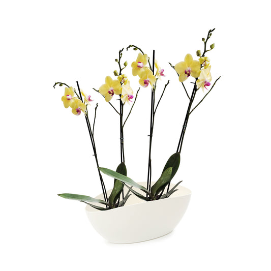 ORQUÍDEA CUATRO TALLOS YELOW - EN MATERA PLÁSTICA LUNA MPR
