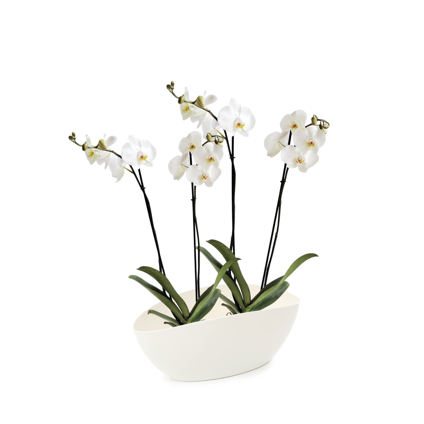 ORQUÍDEA CUATRO TALLOS BLANCA - EN MATERA PLÁSTICA LUNA MPR