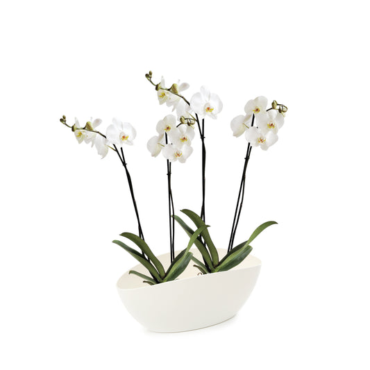 ORQUÍDEA CUATRO TALLOS BLANCA - EN MATERA PLÁSTICA LUNA MPR