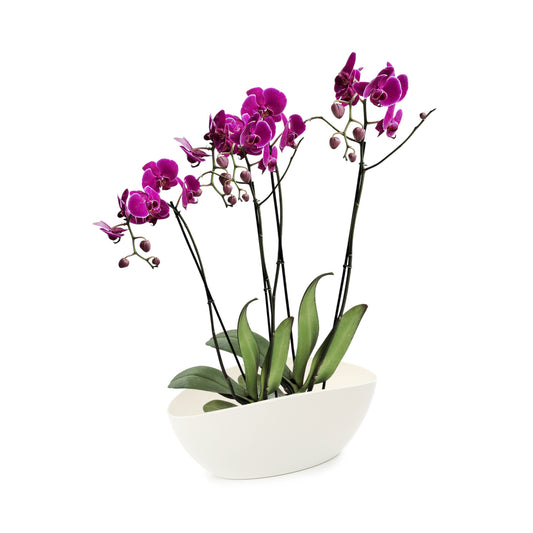 ORQUÍDEA CUATRO TALLOS FUCSIA - EN MATERA PLÁSTICA LUNA MPR