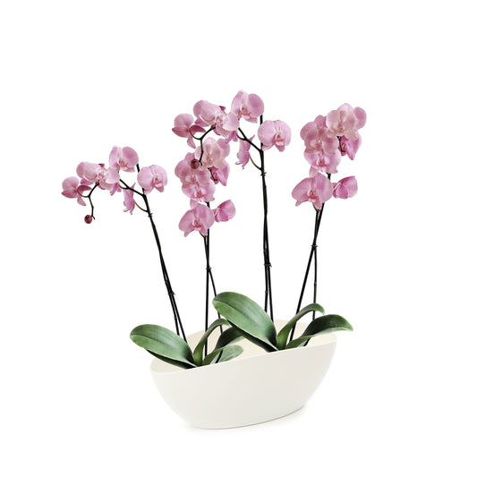 ORQUÍDEA CUATRO TALLOS ROSADA - EN MATERA PLÁSTICA LUNA MPR