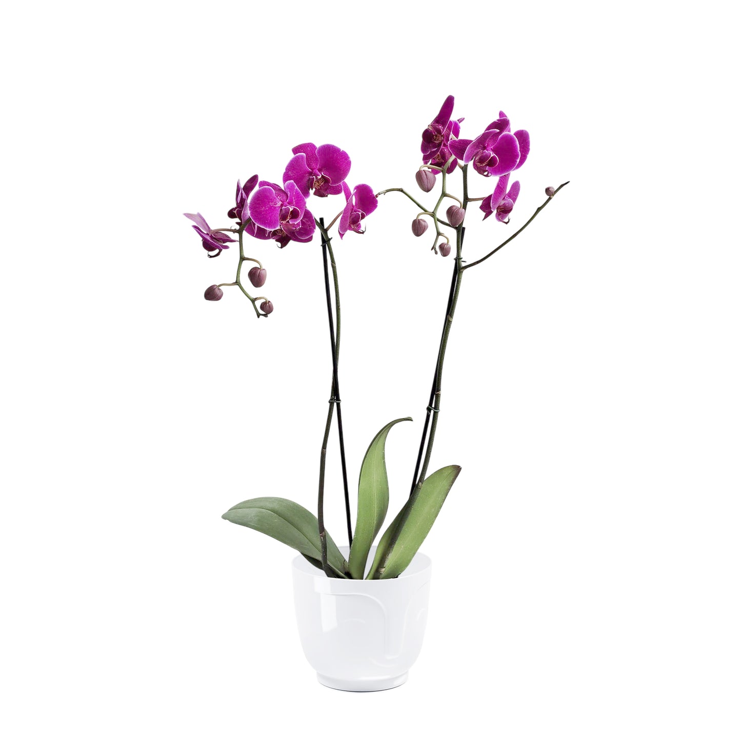 ORQUÍDEA DOS TALLOS FUCSIA - EN MATERA PLÁSTICA ATENA MPR