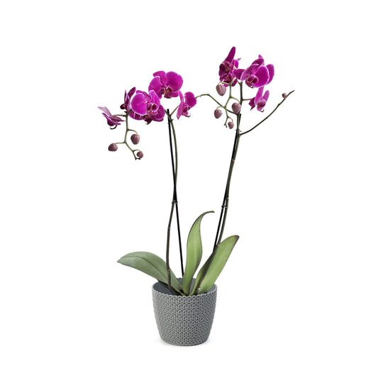 ORQUÍDEA DOS TALLOS FUCSIA - EN MATERA PLÁSTICA JERSY MPR