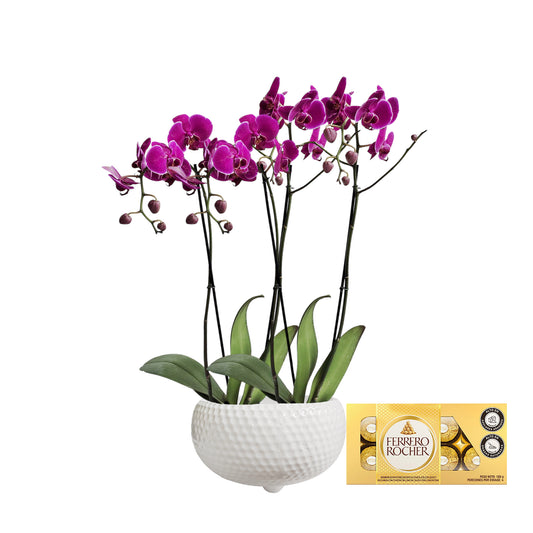 ORQUIDEA CUATRO TALLOS FUCSIA MATERA CERÁMICA BOWL PANAL(AMC)