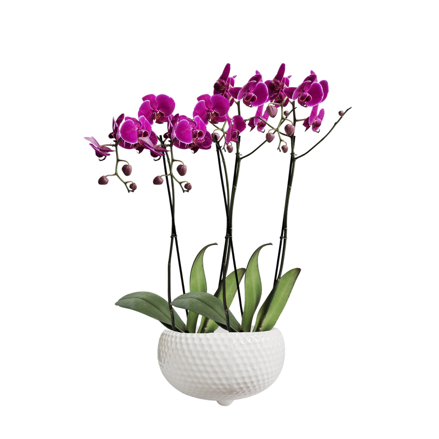 ARREGLO 2 ORQUIDEAS ALTAS FUCSIA MATERA CERAMICA(AMC)